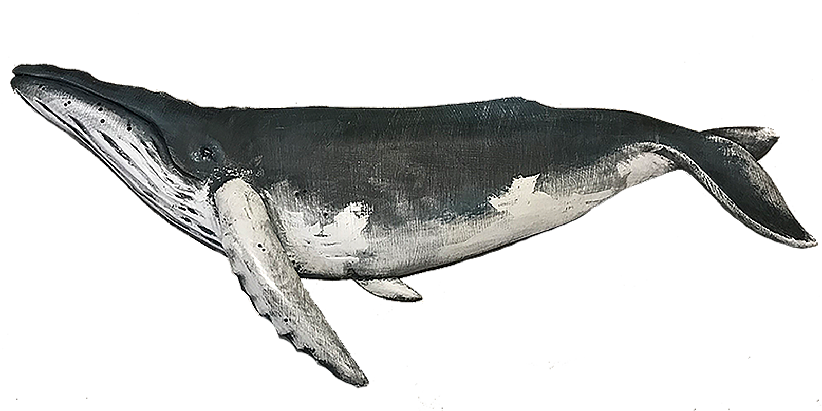 Whales Humpbacks The $1 Million Question: Was It Worth It?