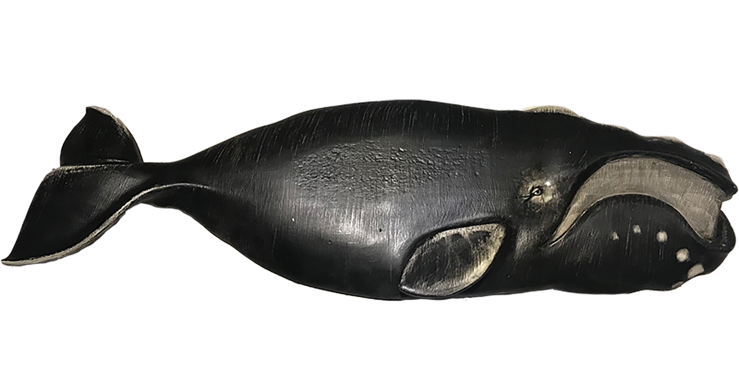 36” Right Whale