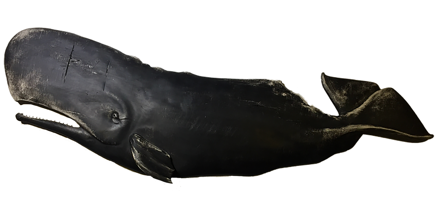 5' Black Whale
