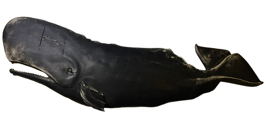 5' Black Whale