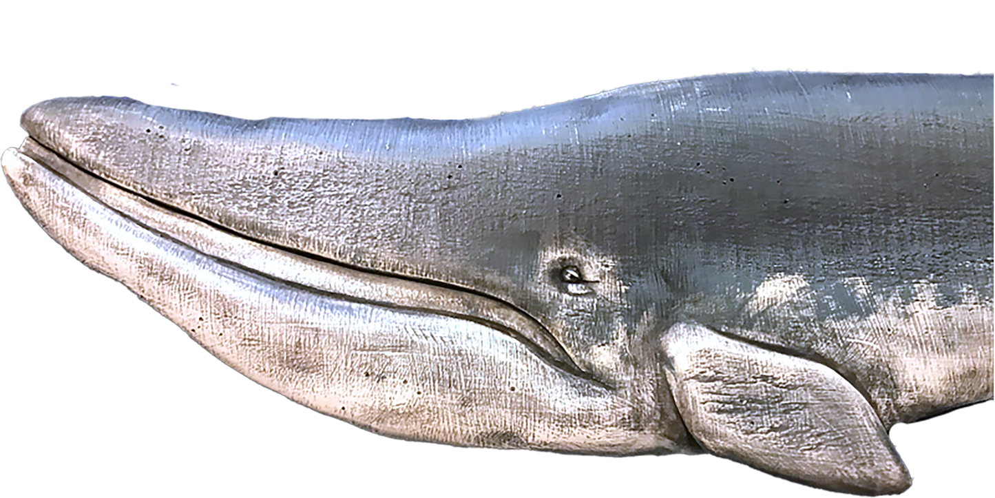 36” Blue Whale
