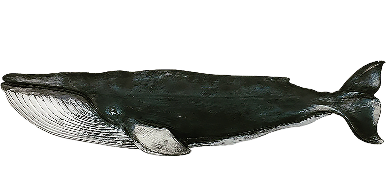 36 Finback Nantucket Whales