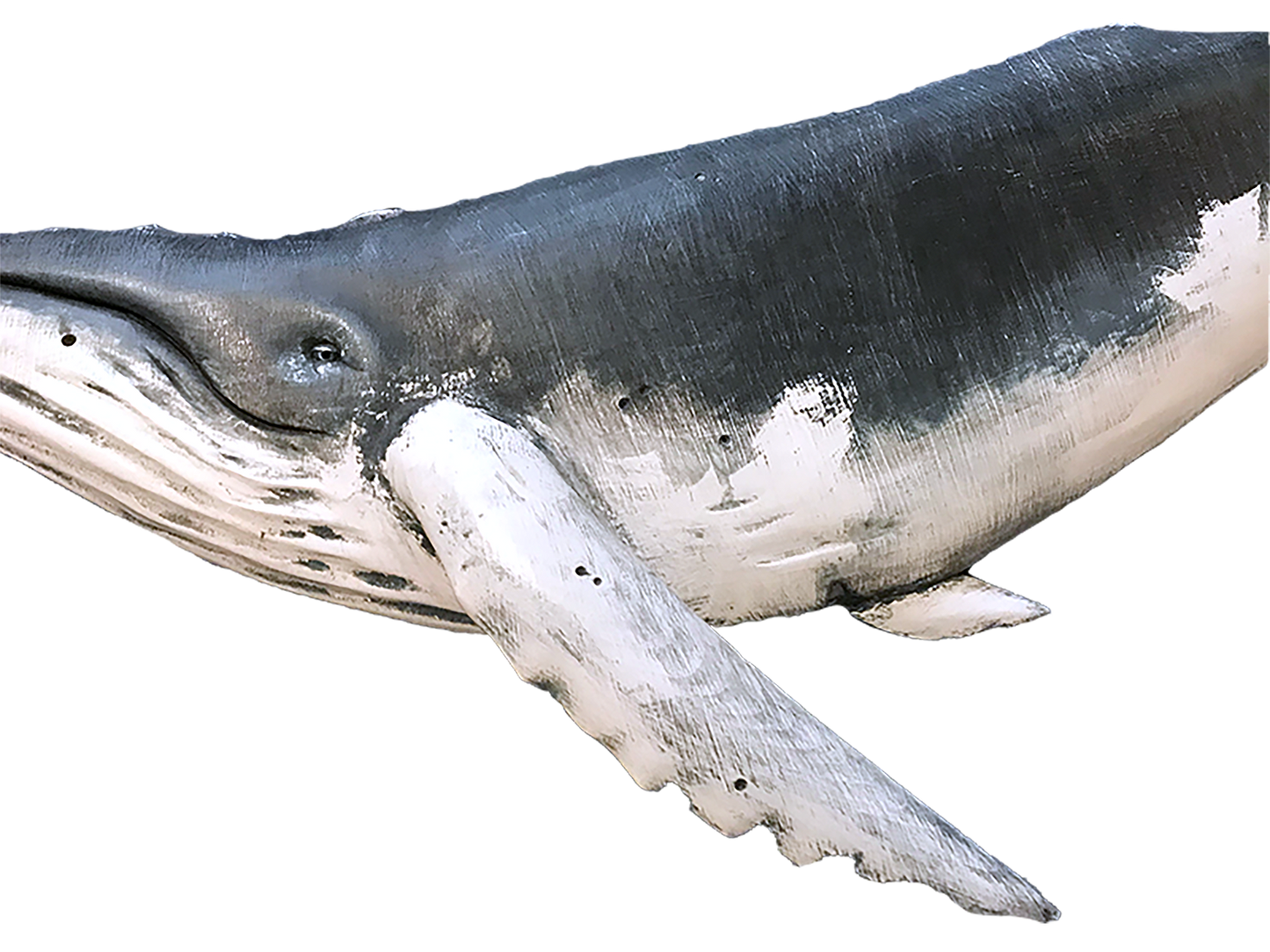 36” Humpback Whale