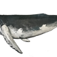 36” Humpback Whale