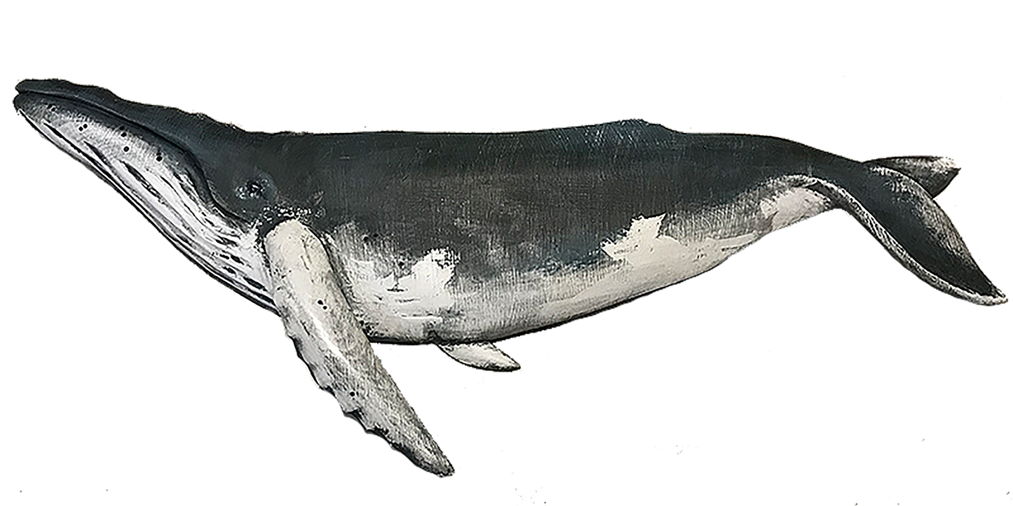 36” Humpback Whale