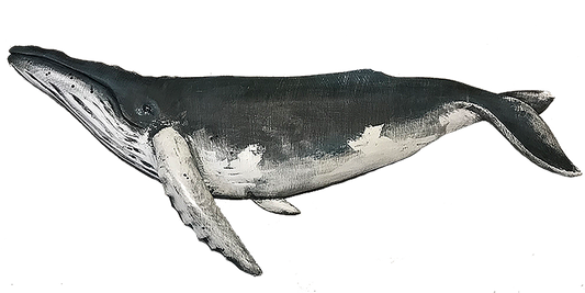 36” Humpback Whale