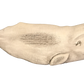 20” Sperm Whale
