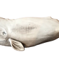 36” Sperm Whale