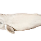 48” Sperm Whale with Teeth