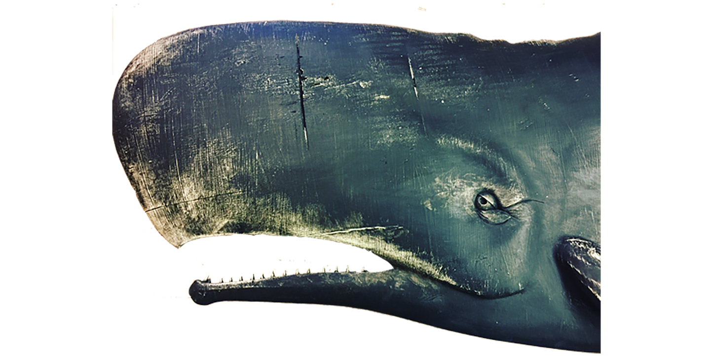 5' Black Whale