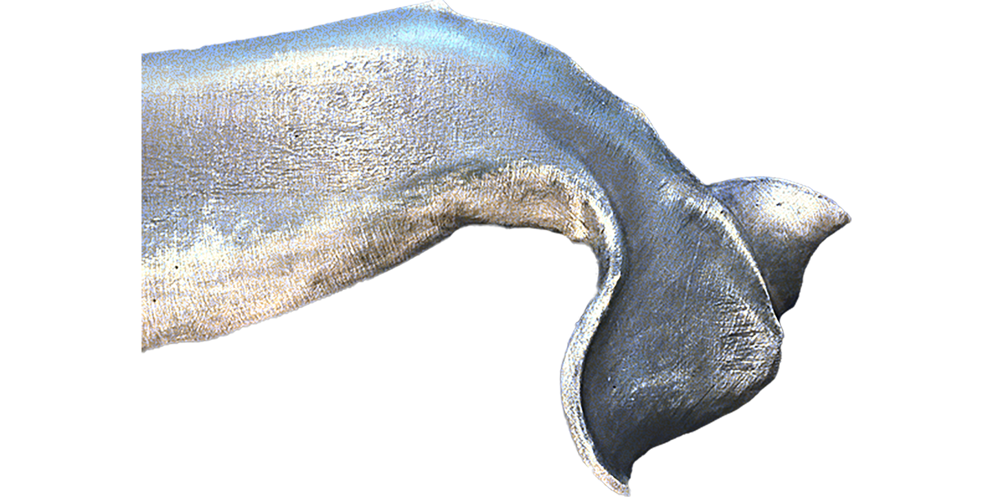 36” Blue Whale