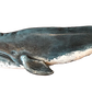 36” Blue Whale
