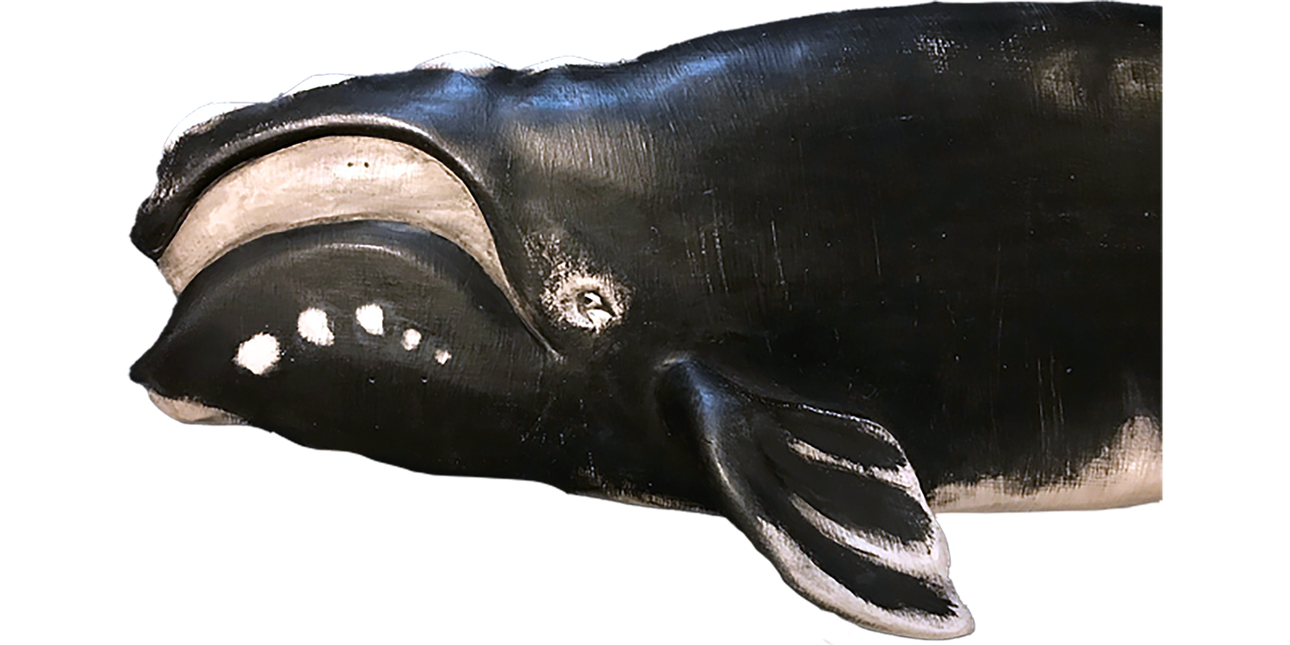 36” Right Whale